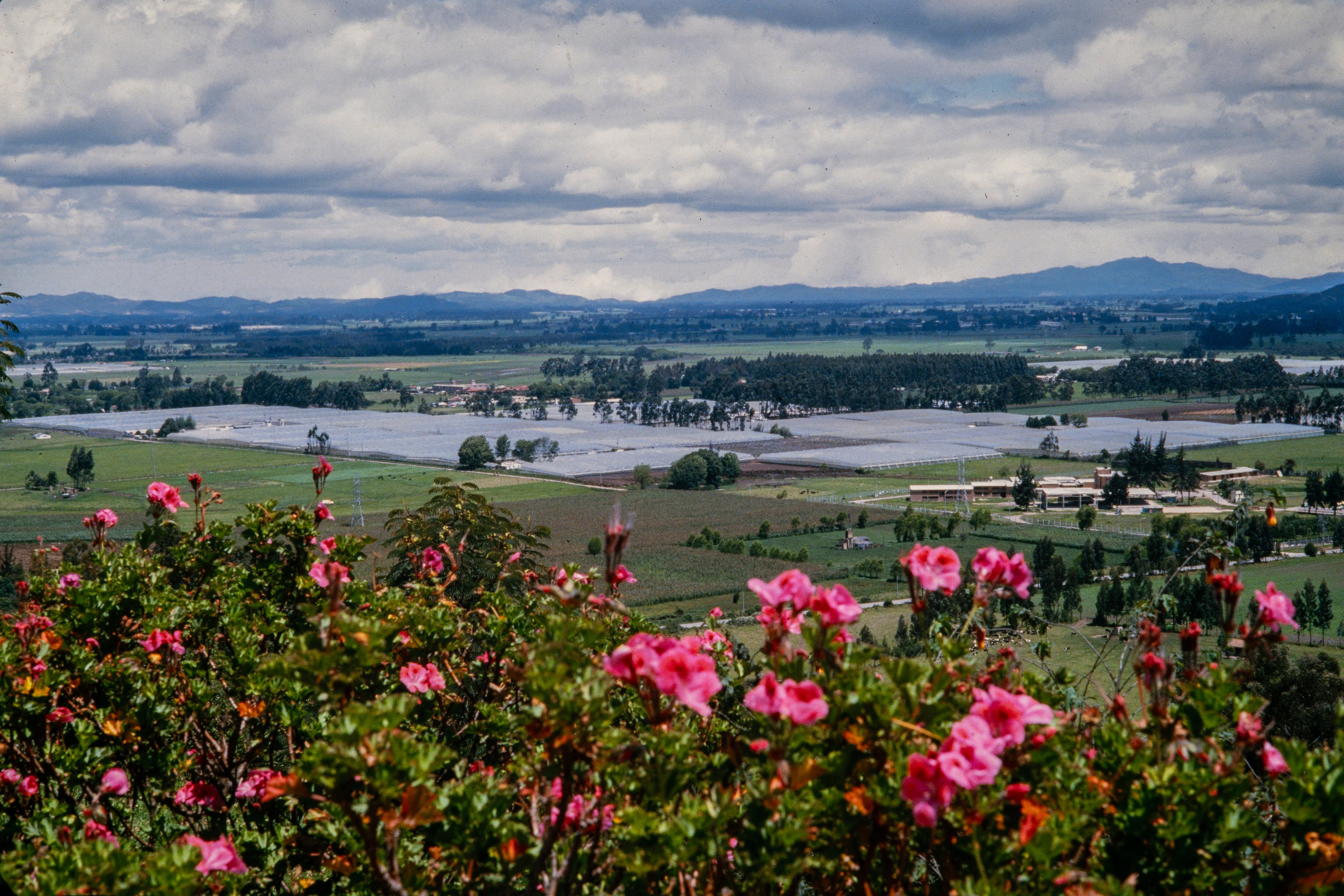 'Amor, mujeres y flores'  de Marta Rodríguez y Jorge Silva, estrena su hermosa y vigente versión restaurada en cines este 8 de mayo.