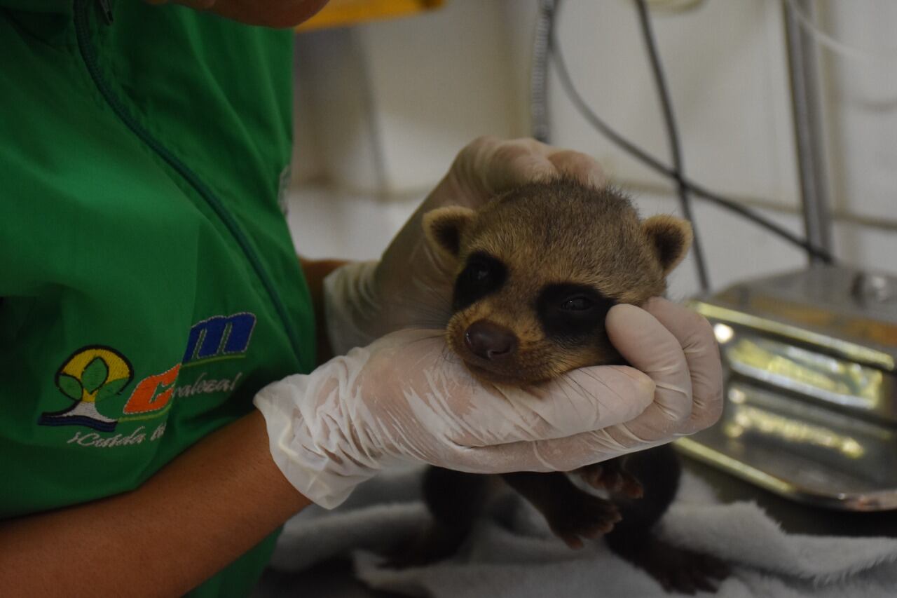 Los mapaches rescatados estando bajo el cuidado de la CAM.