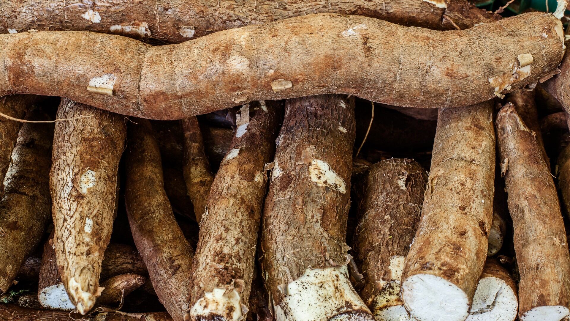 La yuca es un alimento muy completo y saludable por el alto porcentaje en vitaminas y minerales.