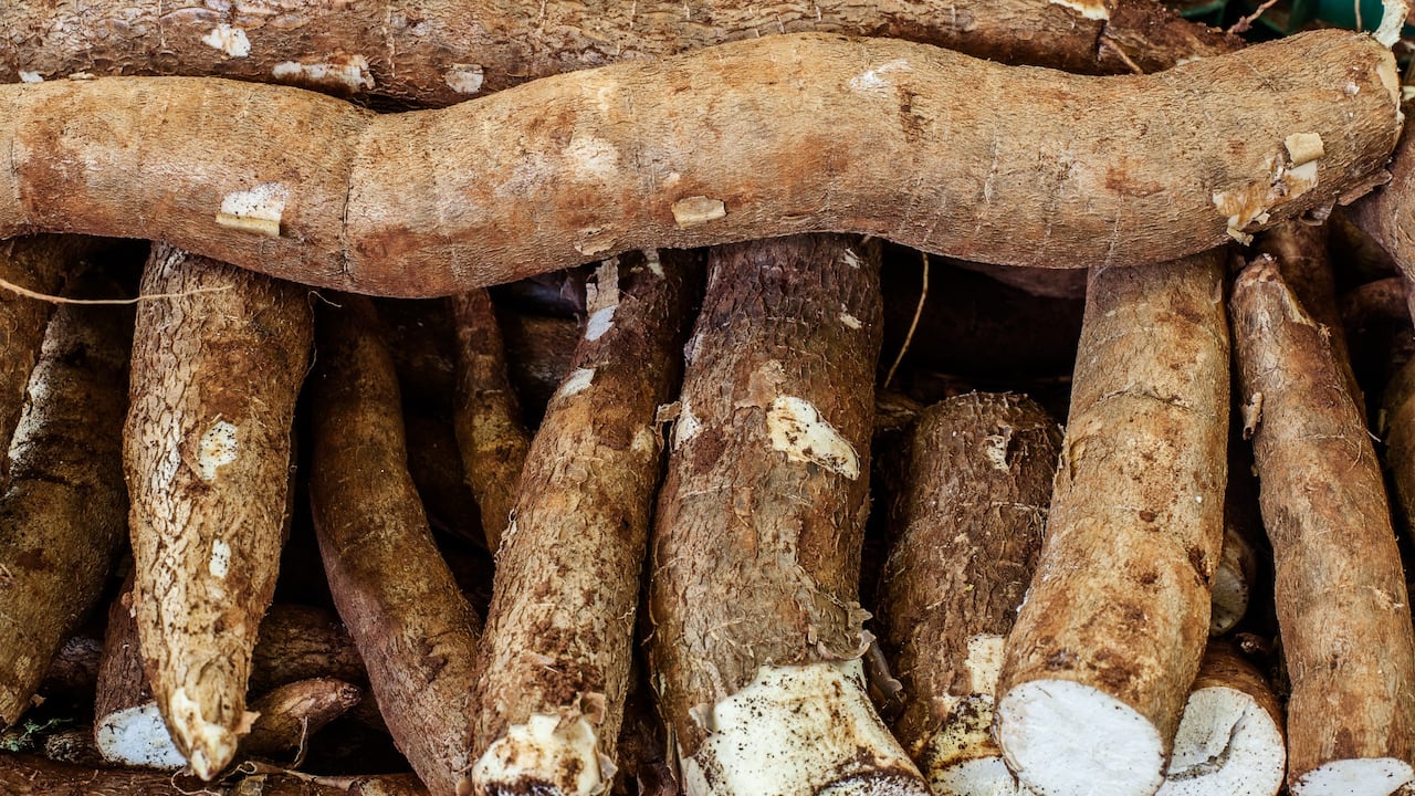 La yuca es un alimento muy completo y saludable por el alto porcentaje en vitaminas y minerales.