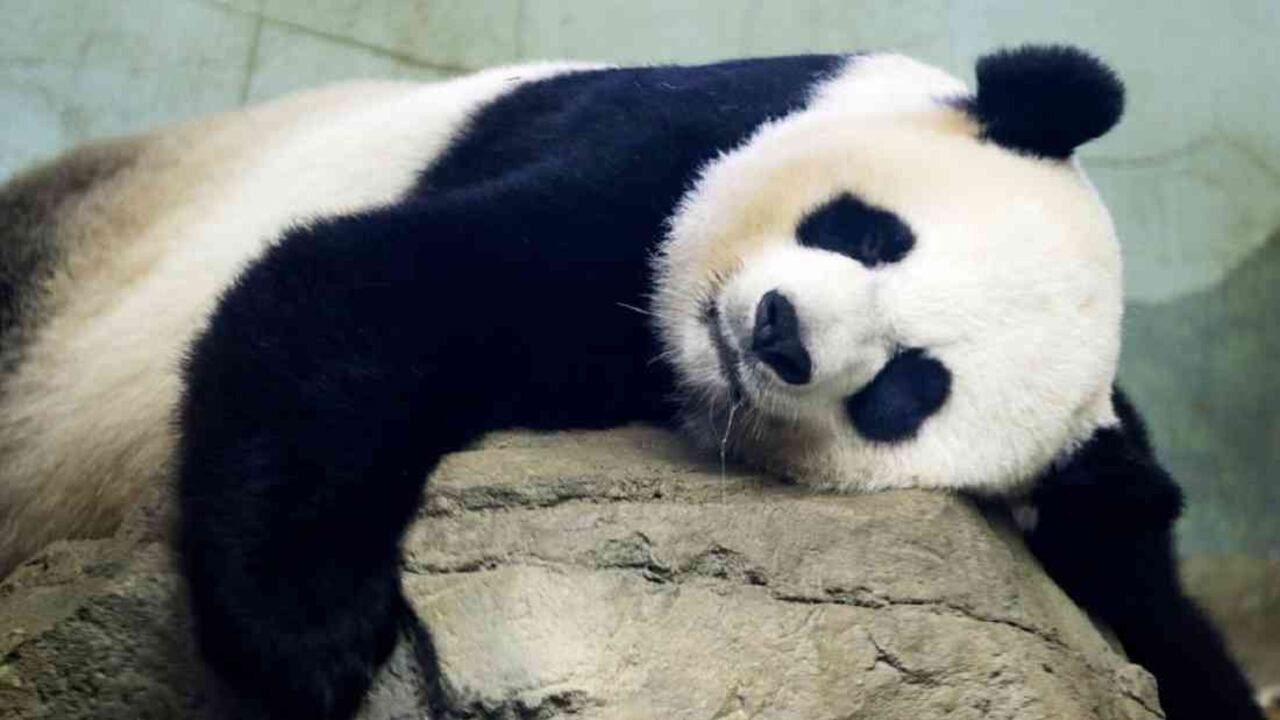 Mei Ziang, la panda que tendrá un bebé en el zoológico de Washington. Foto: AP