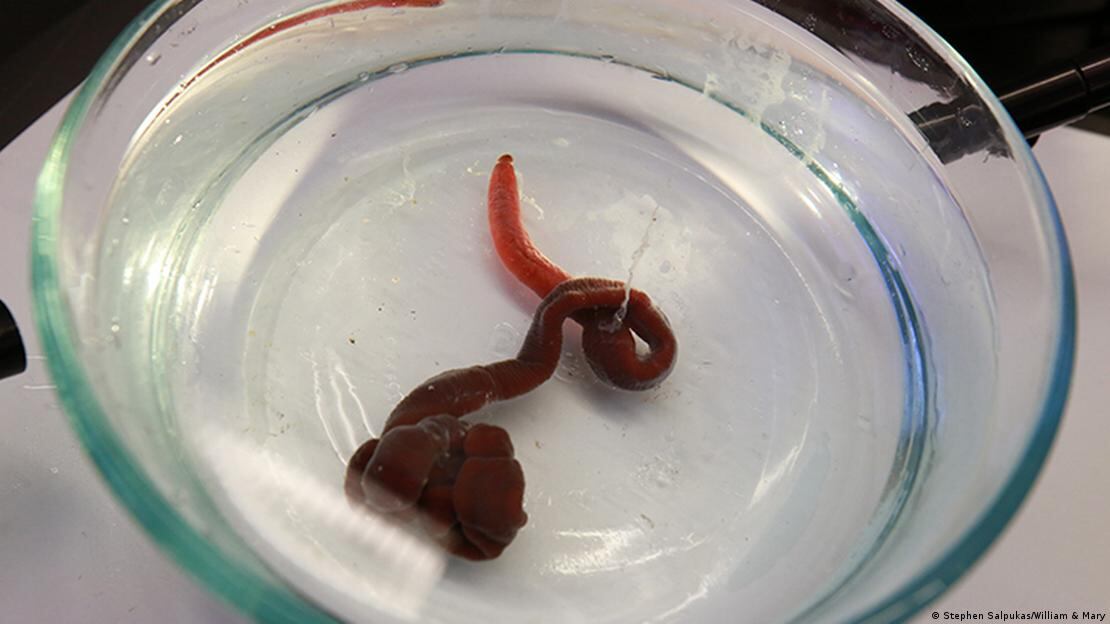 Un análisis reveló que aquel ejemplar usado en clases pertenecía a una especie casi inédita para la ciencia.