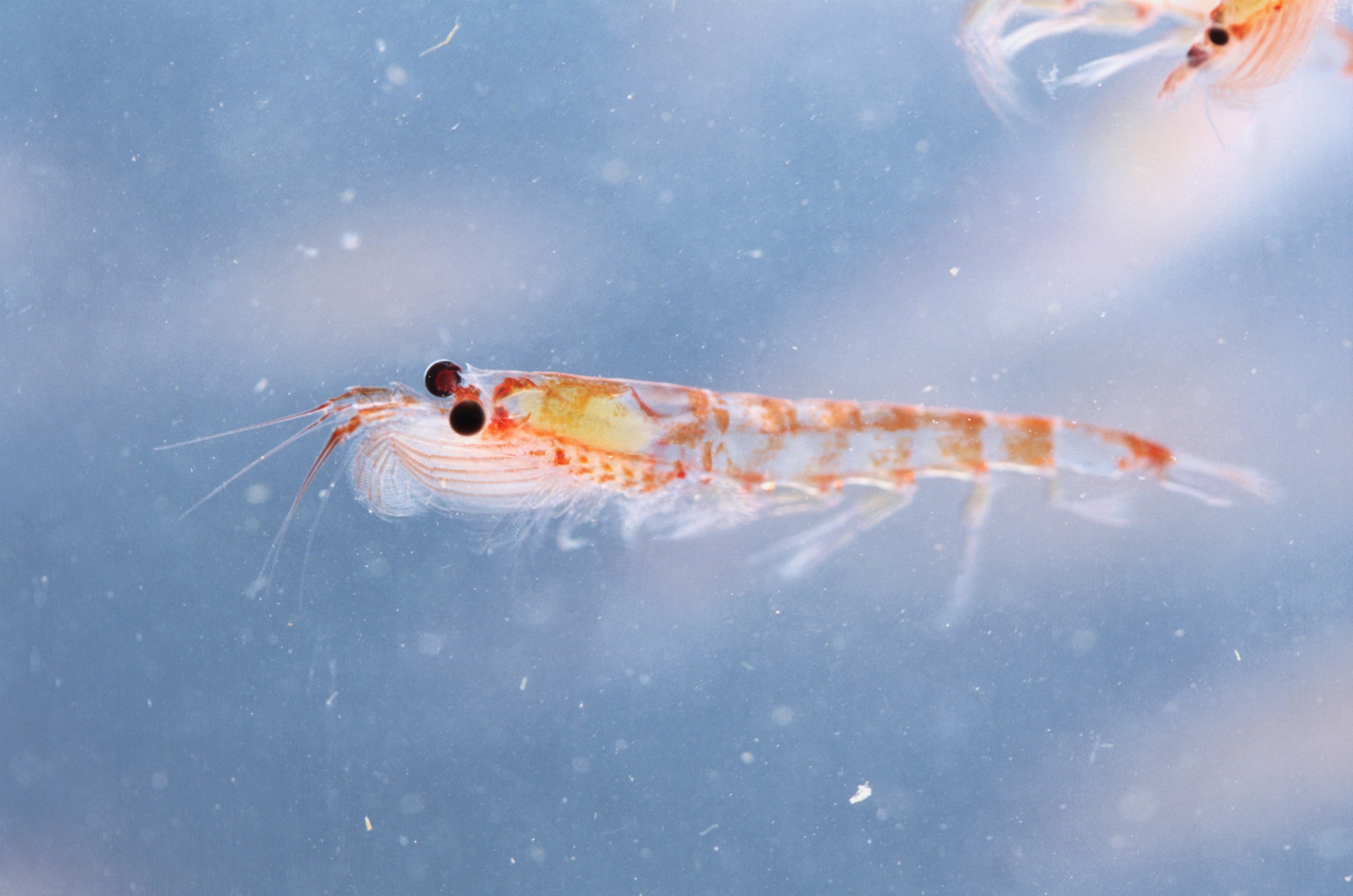 Krill, Euphausia superba, is an important food source to animals living in the Antarctic.