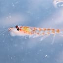 Krill, Euphausia superba, is an important food source to animals living in the Antarctic.
