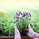 Sembrar la lavanda en una maceta.