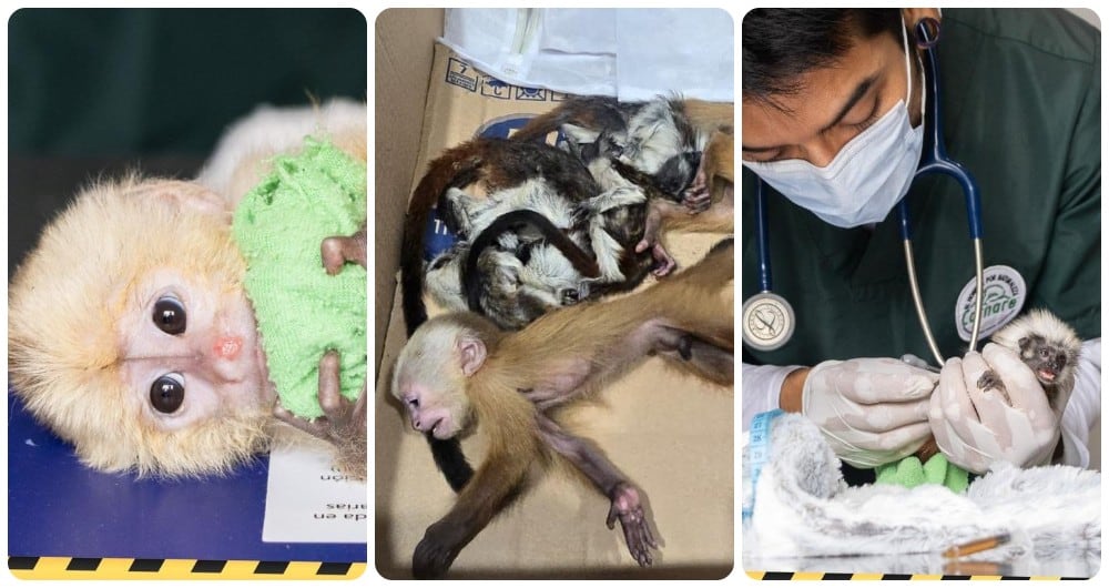 Las autoridades encontraron seis bebés monos que intentaron sacar ilegalmente del país.