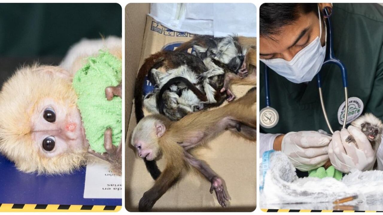 De las seis crías encontradas, dos fallecieron. Estaban desnutridas, maltratadas y sedadas.