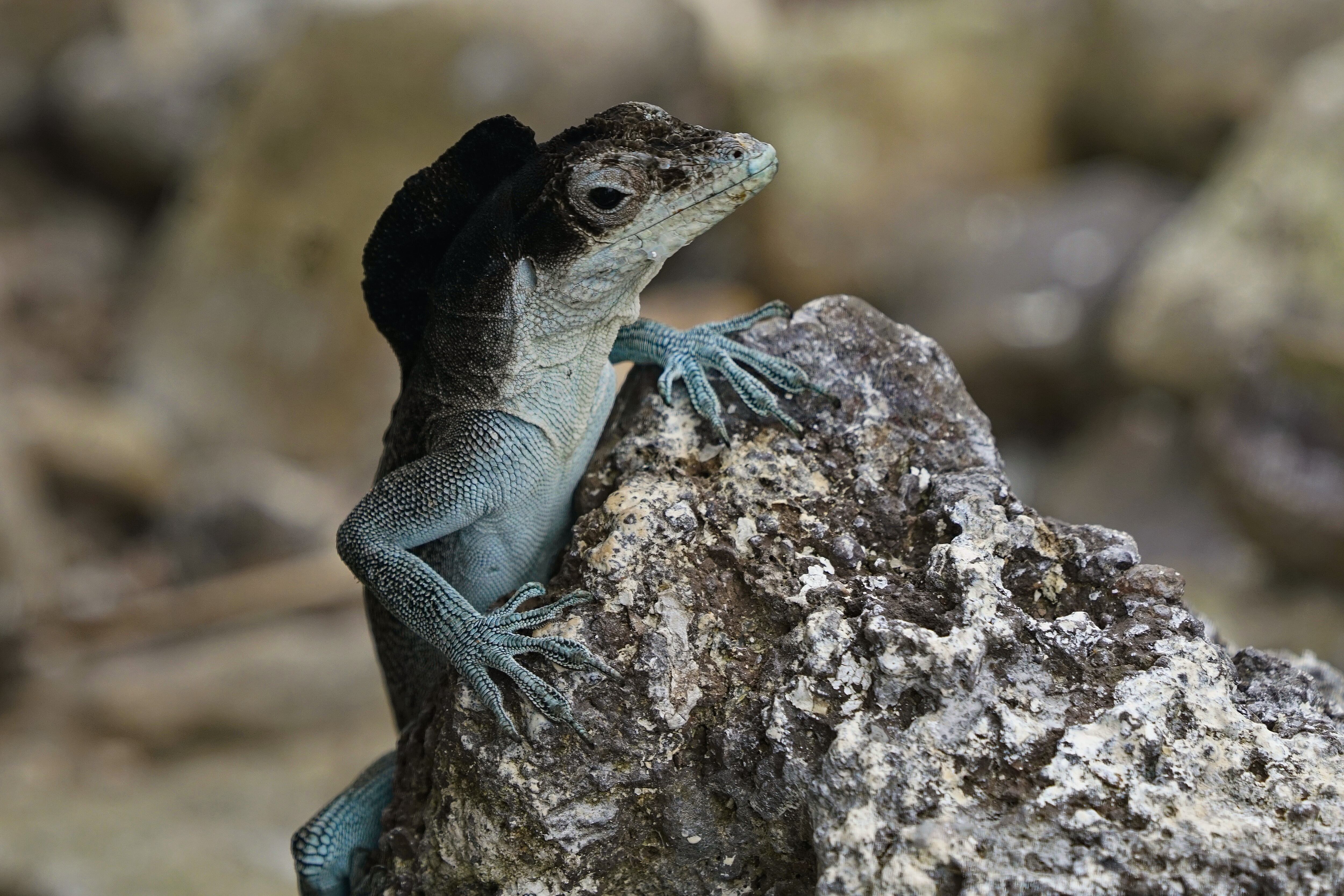 La isla de Malpelo está ubicada en el Océano Pacífico oriental tropical, aproximadamente a 500 kilómetros al oeste del puerto de Buenaventura. En la división político administrativa, pertenece al municipio Buenaventura, Valle del Cauca. El Santuario de Fauna y Flora Malpelo está bajo la administración del Sistema de Parques Nacionales Naturales de Colombia desde 1995, cuenta con sede administrativa en la ciudad de Santiago de Cali y sede operativa en el Distrito de Buenaventura y es Patrimonio Natural de la Humanidad por la UNESCO. Foto Jorge Orozco / El País.