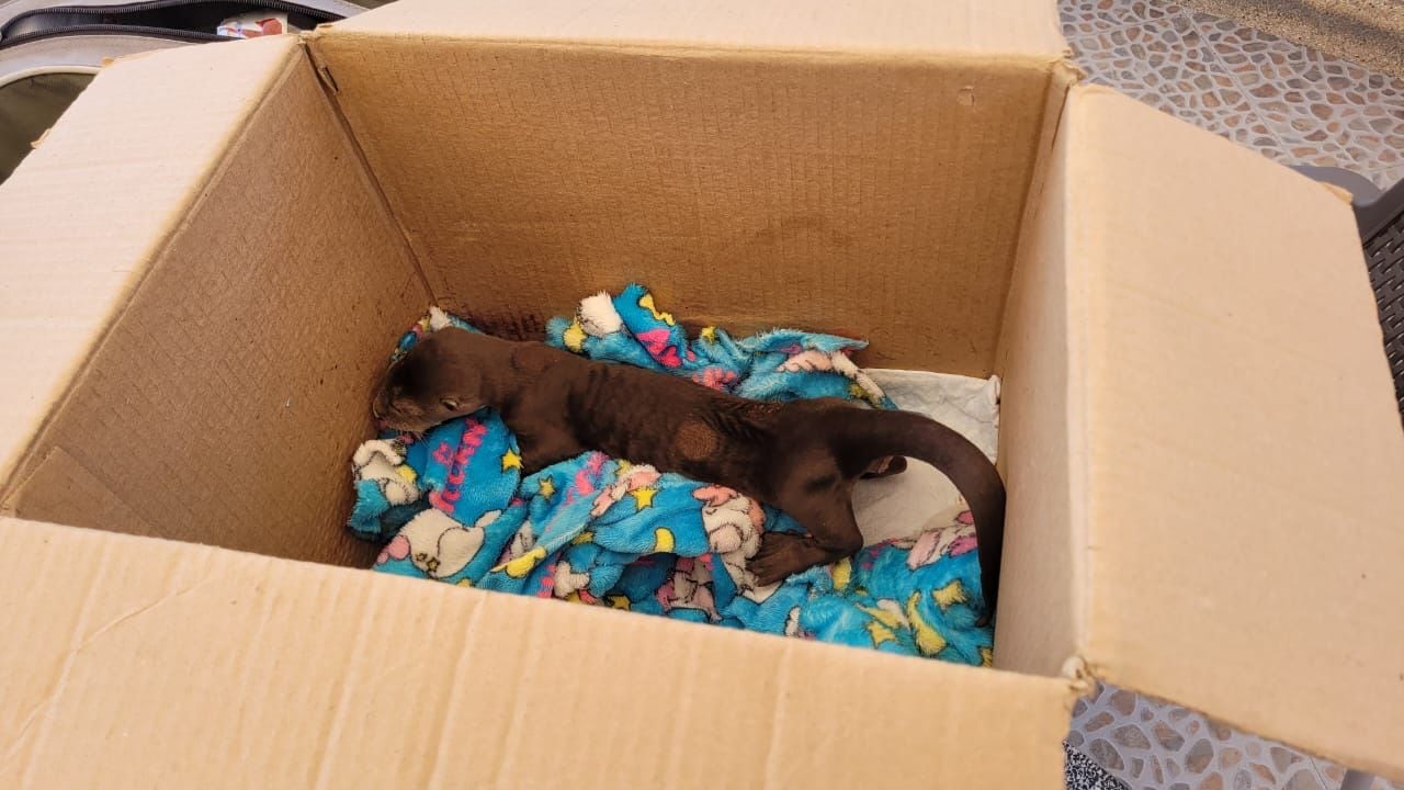 La nutria tiene menos de un mes de nacida.