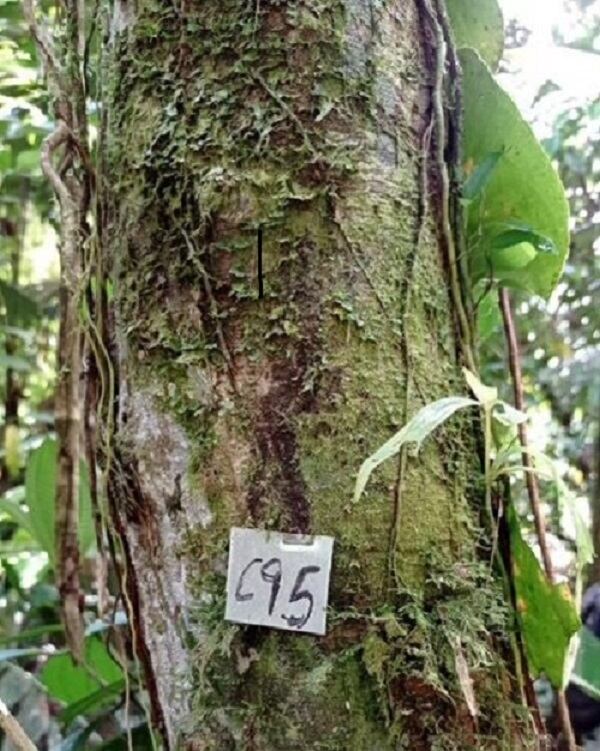 Proyecto forestal en el pacífico