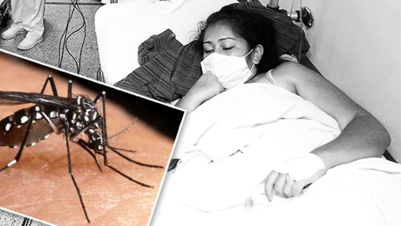 Los mosquitos Aedes aegypti y Aedes albopictus se reproducen en zonas por debajo de los 1.500 metros sobre el nivel del mar.