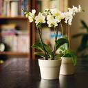 El cuidado de las orquídeas debe basarse en observar las necesidades de la planta y no en seguir un calendario fijo.