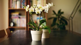 El cuidado de las orquídeas debe basarse en observar las necesidades de la planta y no en seguir un calendario fijo.