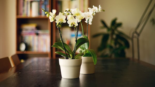 El cuidado de las orquídeas debe basarse en observar las necesidades de la planta y no en seguir un calendario fijo.