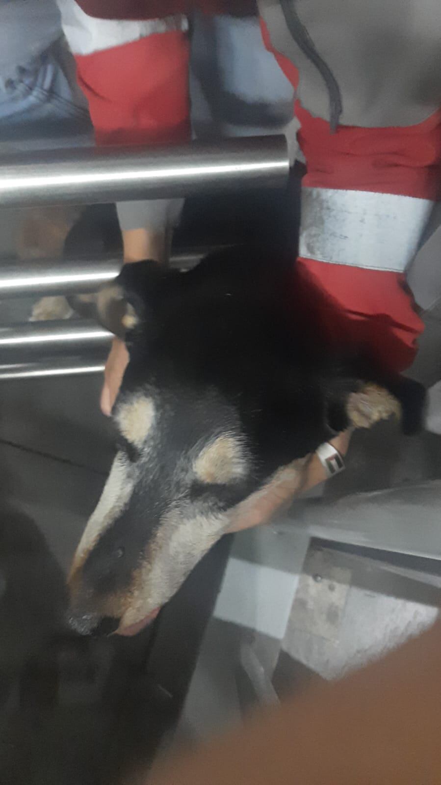 Danna, perrita atrapada en Transmilenio