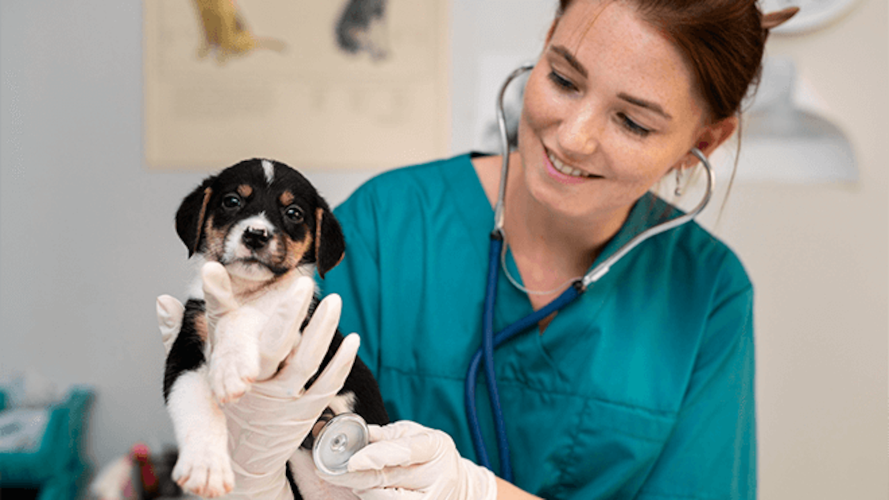 La guía definitiva de planes, precios y beneficios para proteger a su mejor amigo