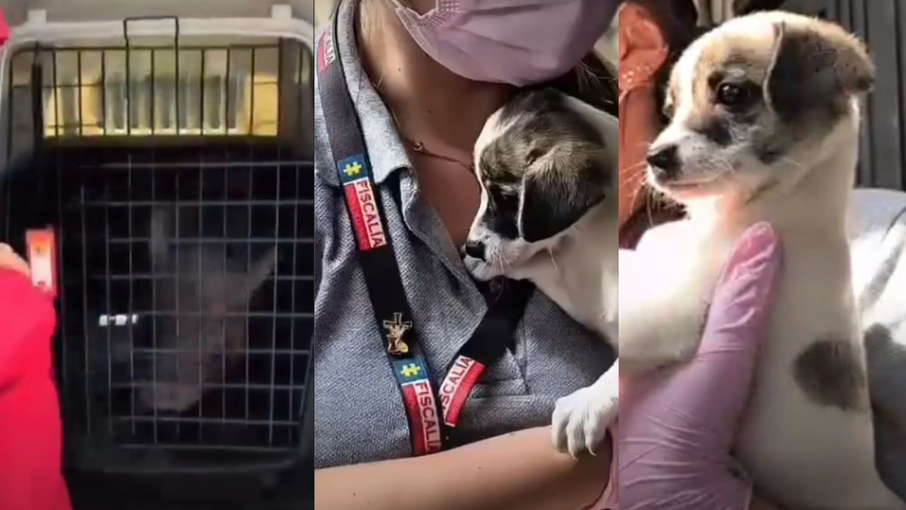 Los caninos y el miniping rescatado se encuentran en proceso de recuperación.