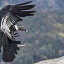 Cóndores de Colombia