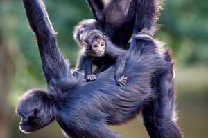 Los monos arañas negros se pueden encontrar en el piedemonte de los Llanos orientales, al norte del río Caquetá y en tierras bajas cerca de la cordillera Oriental. Sus manos, patas y cola son bastante largas, de allí su nombre. La UICN la categoriza como una especie críticamente amenazada (CR) y se estima que más del 80 por ciento de la población se ha reducido en los últimos 45 años.