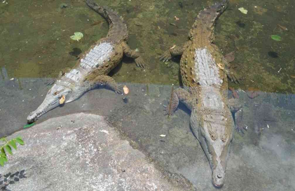 Liberación de un cocodrilo llanero a su hábitat en el río Guayabero