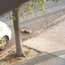 Trabajador sanitario en China mató a perro con una pala y despierta indignación.