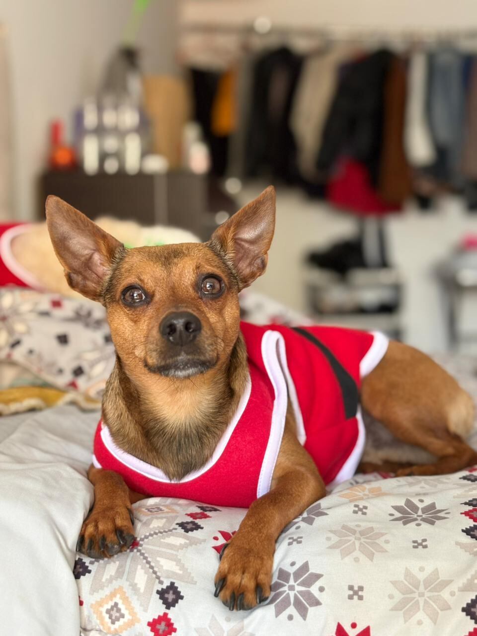 Se han pegado afiches para dar con el paradero del perrito.