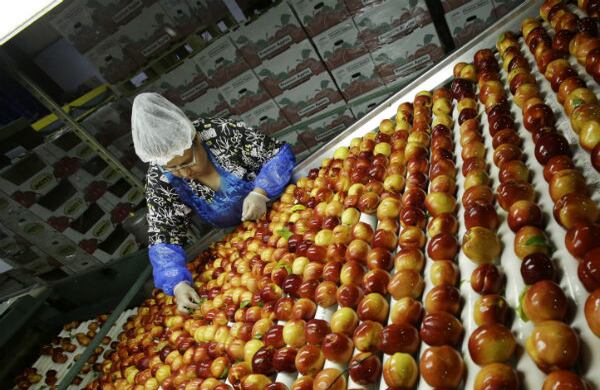 La trabajadora remueve las hojas de los duraznos para que después estos sean empacados en una fábrica de Nueva Jersey, Estados Unidos. (AP)