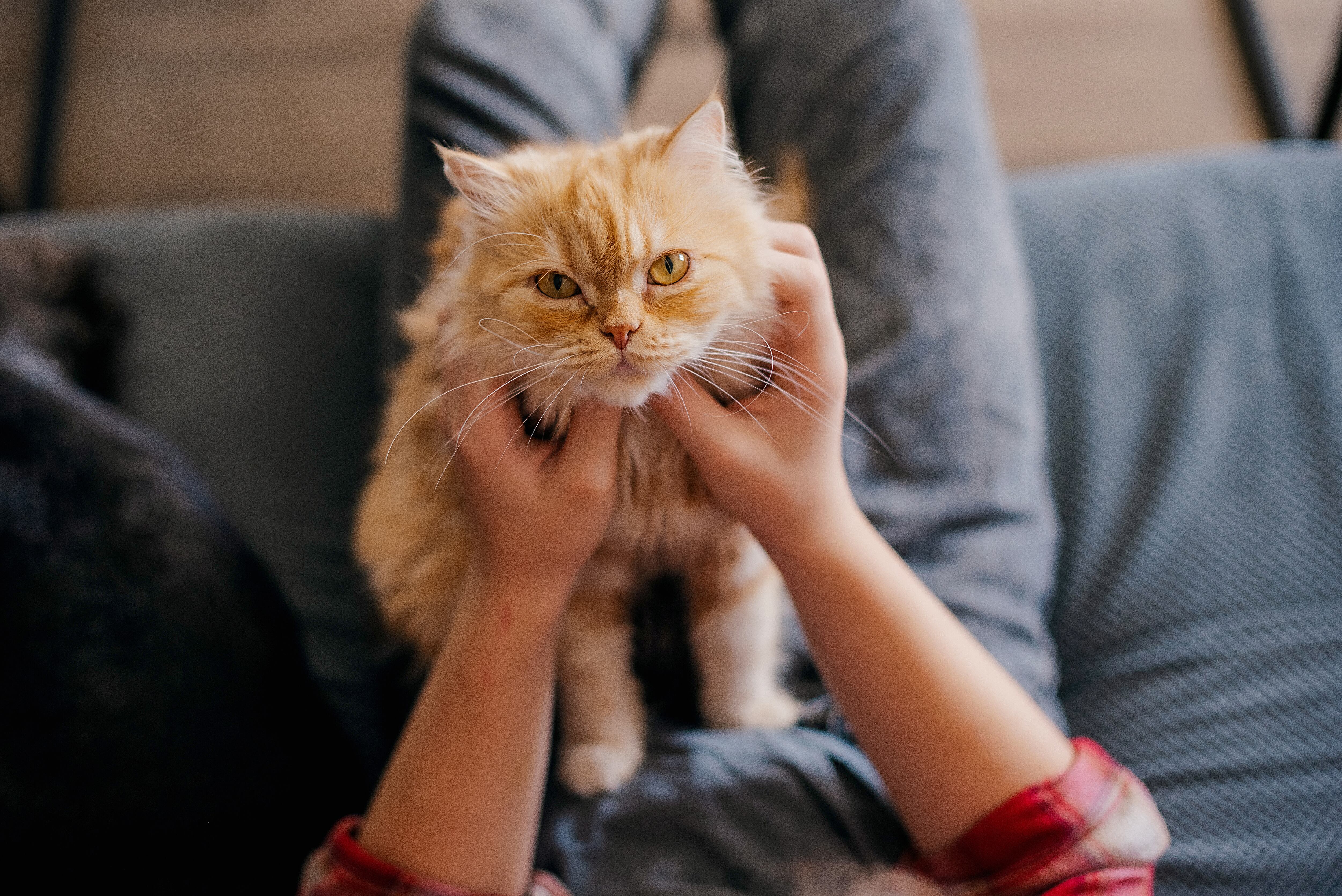Cómo llamar a un gato de manera efectiva