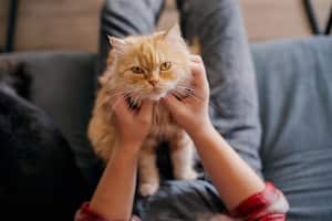 Existen varios métodos para llamar la atención de un gato sin fracasar en el intento.