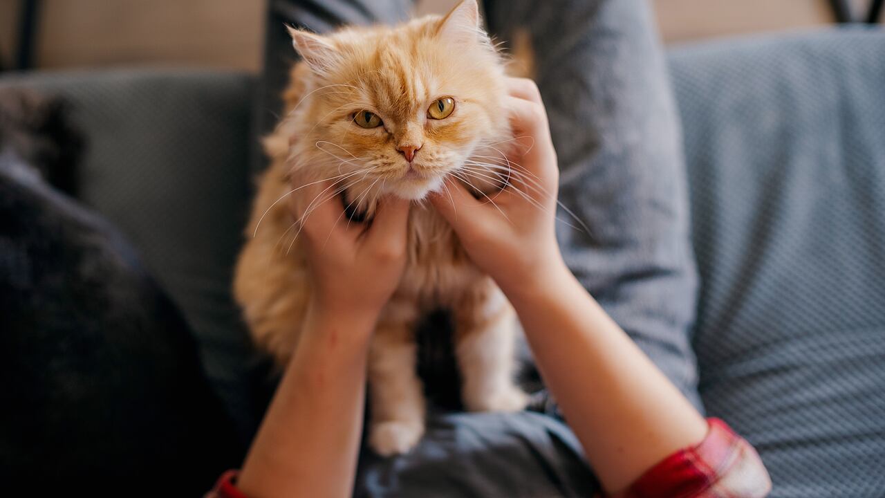 Existen varios métodos para llamar la atención de un gato sin fracasar en el intento.