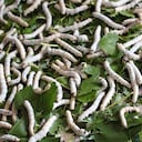 El gusano le había ocasionado una fuerte migraña al paciente que tuvo que acudir a urgencias