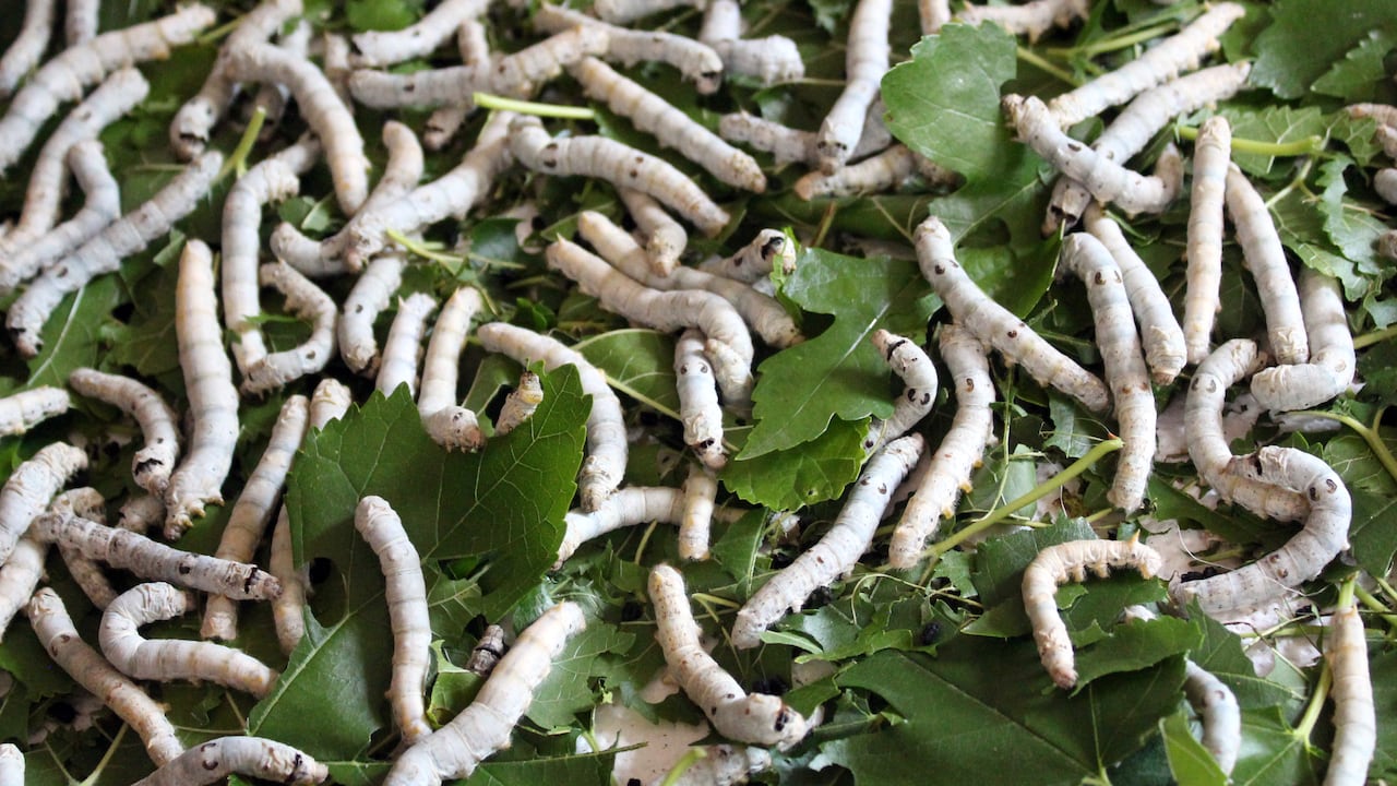 El gusano le había ocasionado una fuerte migraña al paciente, que tuvo que acudir a urgencias.