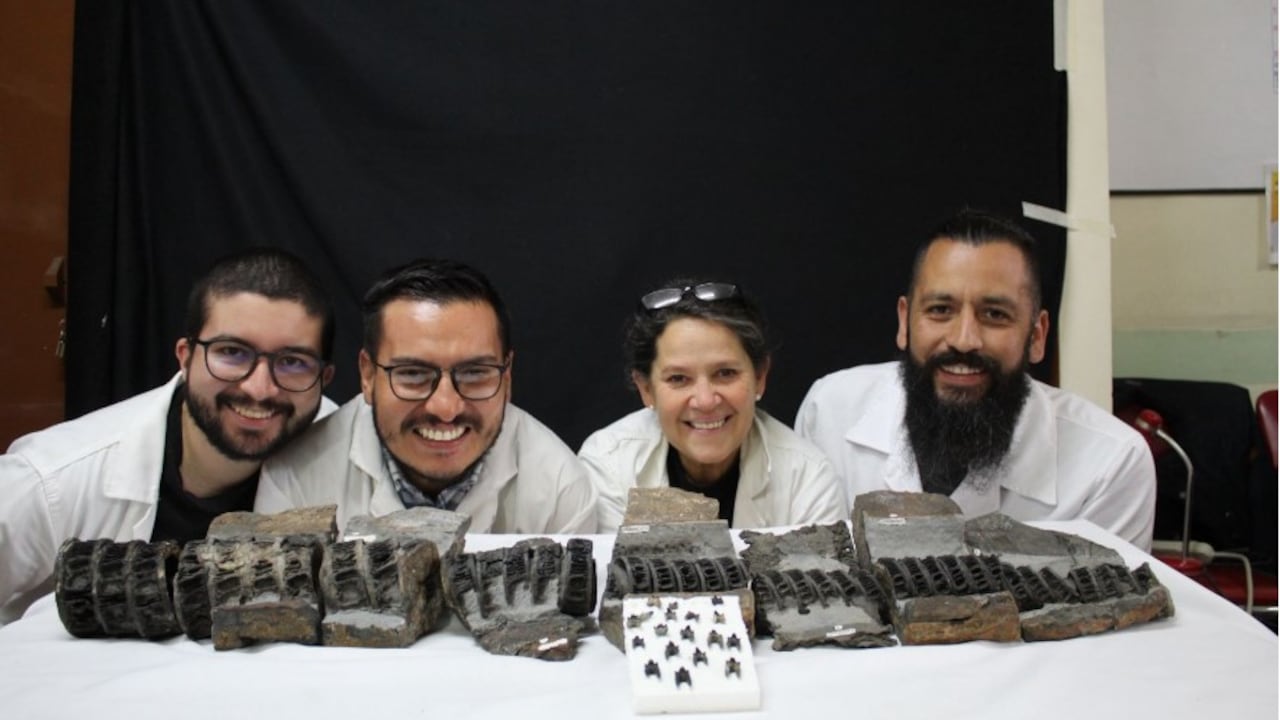 Investigadores confirmaron que en Boyacá se preserva uno de los ejemplares más extraordinarios de tiburón fósil en todo el planeta.