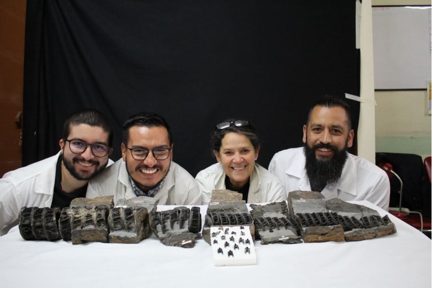 Investigadores confirmaron que en Boyacá se preserva uno de los ejemplares más extraordinarios de tiburón fósil en todo el planeta.