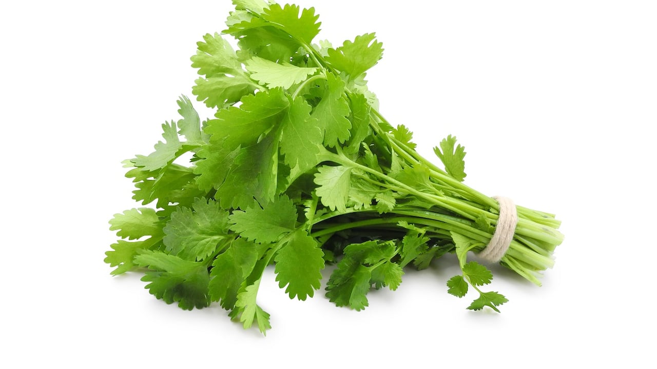 Cilantro