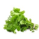 El cilantro es una hierba aromática que brinda diversos beneficios al organismo.