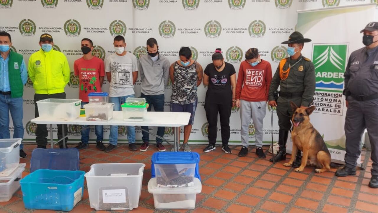Traficaban fauna silvestre por empresas de mensajería