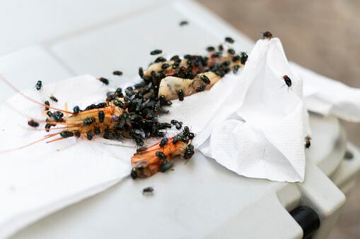 Las moscas puede producir bacterias como la salmonella o la E-coli.