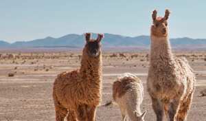 Las llamas ahora son parte de la gastronomía de finos restaurantes de Ecuador