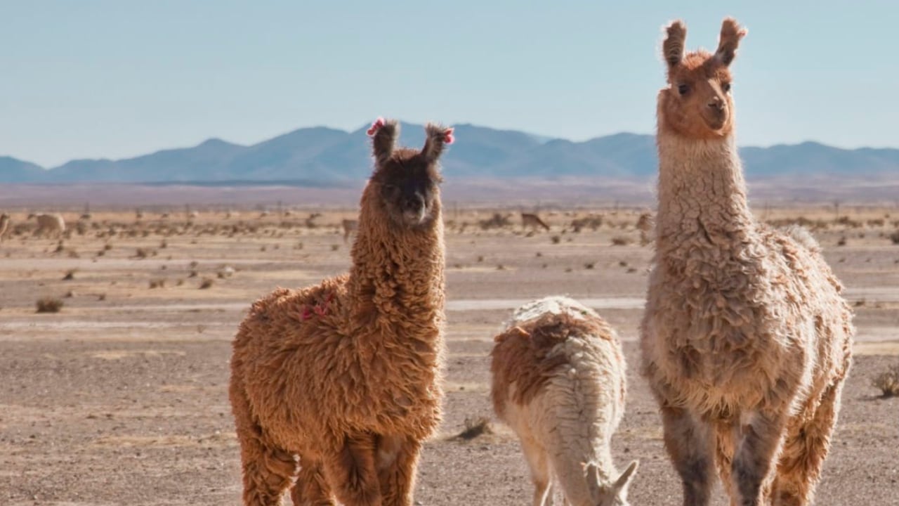 Las llamas ahora son parte de la gastronomía de finos restaurantes de Ecuador