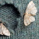 Romero para ahuyentar las polillas.