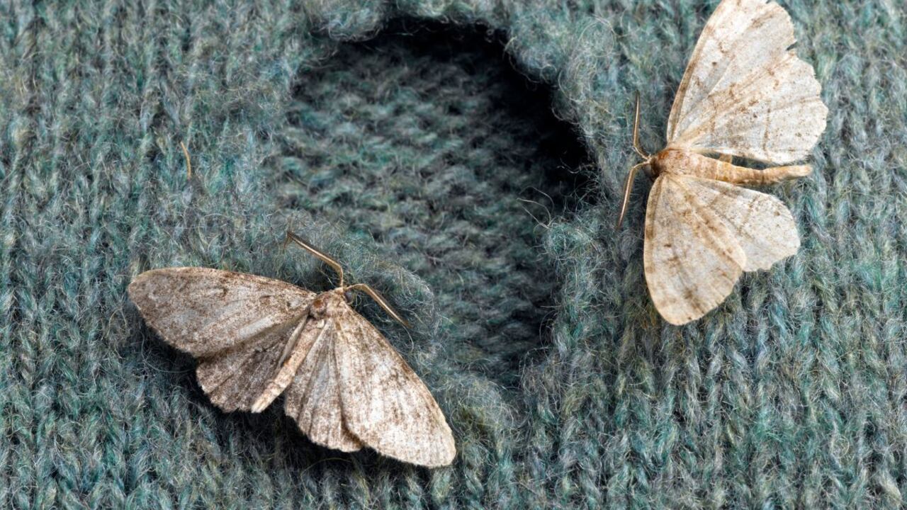 Romero para ahuyentar las polillas.