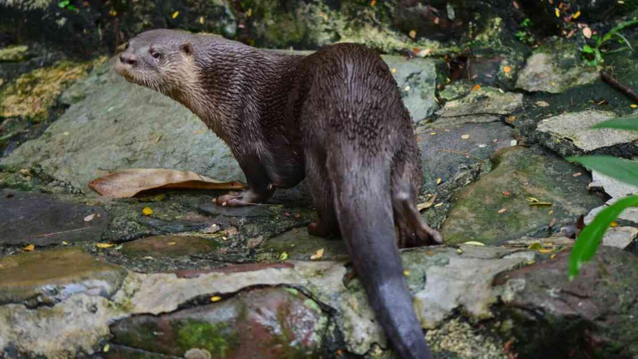 En la década de 1970, se decidió reintroducir la nutria en la costa Pacífica de Vancouver como estrategia para prevenir su extinción. Foto: Fernanado Trujillo.