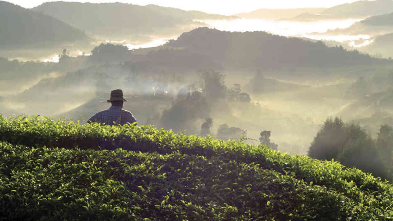 La línea de Producción Sostenible estimula actividades de inversión entre productores cafeteros con sellos de sostenibilidad en sus fincas.