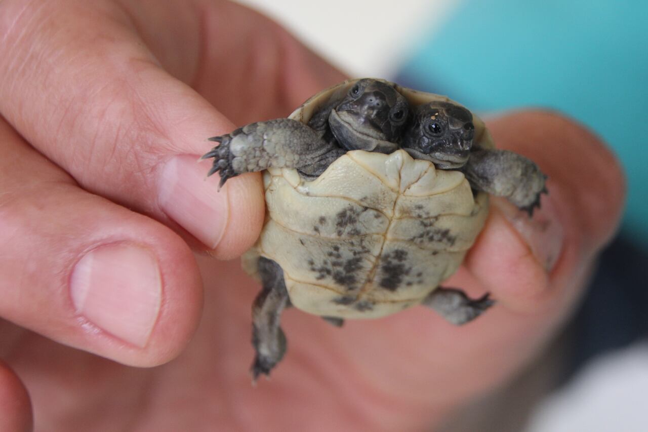 Una vista de cerca de la tortuga de dos cabezas, atendida por el personal veterinario, encontrada en un campo en el distrito de Serik de Antalya, Turkiye, el 16 de diciembre de 2022.