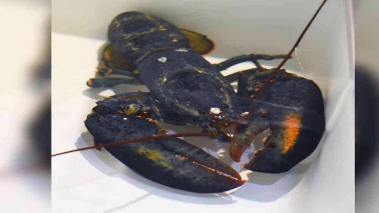 Langosta azul en el restaurante Red Lobster. Foto: Facebook de Akron Zoo