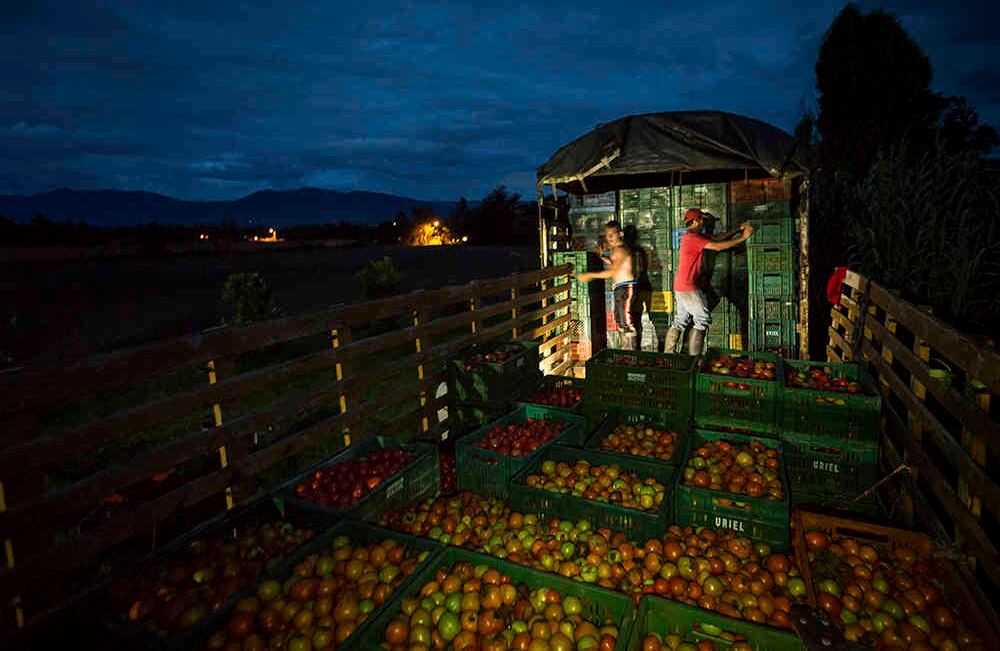 Se recolectaron  1750 canastillas de 20 Kilos   de tomate no apto para el consumo humano , las cuales serán utilizadas durante el evento.
