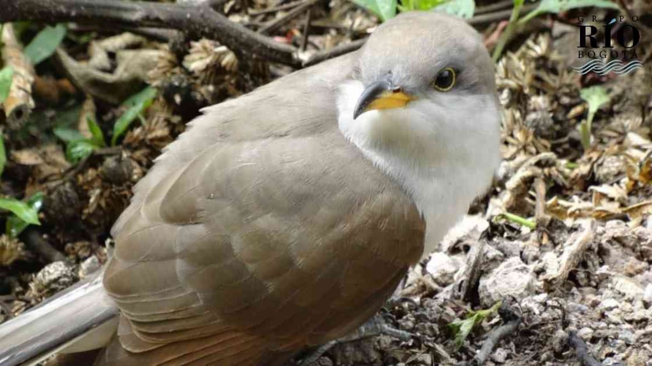Es un ave silenciosa y solitaria que habita en los bosques abiertos y pantanos. Se alimenta de huevos de otras aves, frutos y pequeños vertebrados como ranas y lagartijas. Foto: Secretaría Distrital de Ambiente.