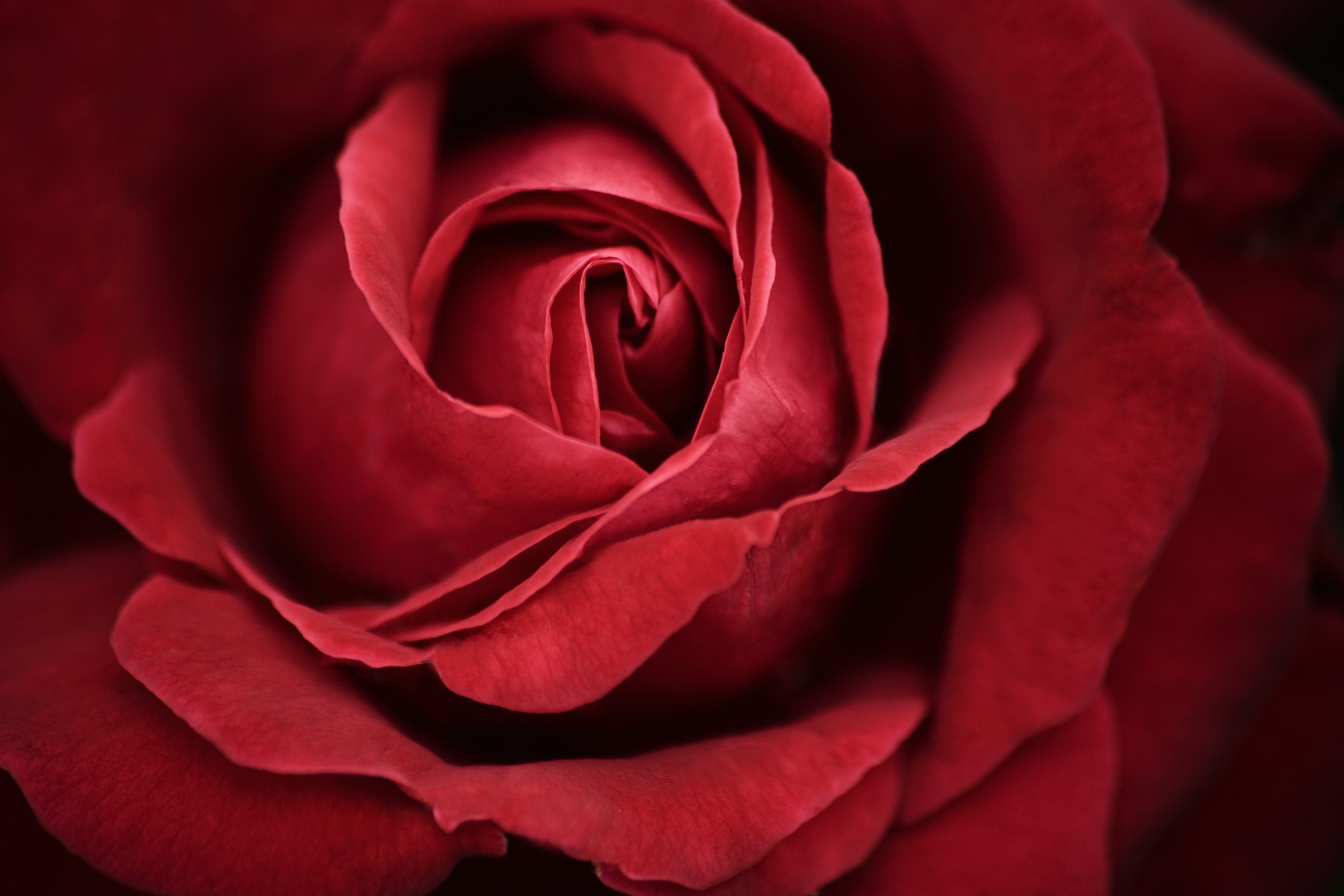 Rosas rojas
