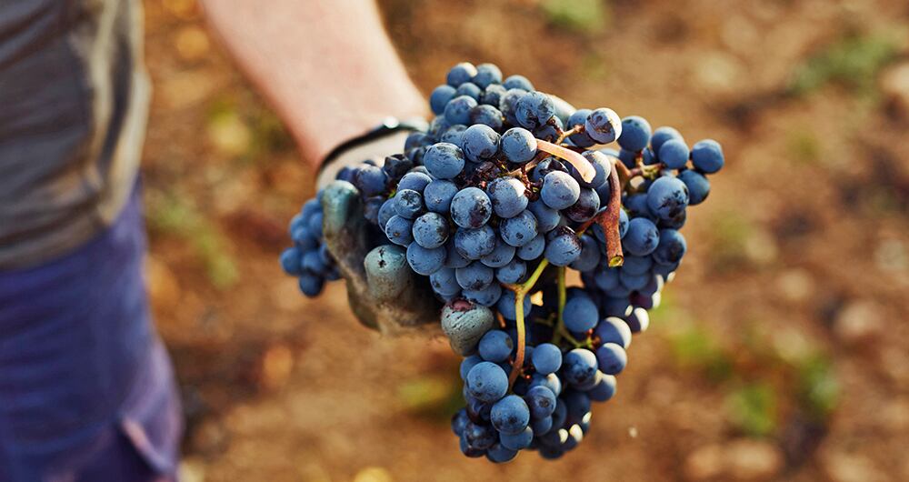 En el vino, las ensaladas, los paquetes de maní, las uvas son frutas muy apetecidas. 